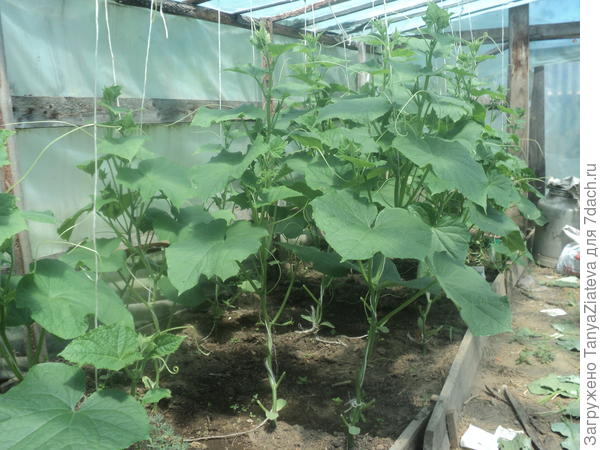 по 3 нижних листа обрезала, в 4 пазухах все ослепила. такая красота - просторно, проветривается все и не загущено