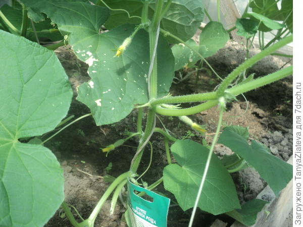 сегодня обрезала пасынки после 2-3-4 листа, а то разрослись, понимаешь)))