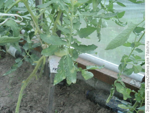 а здесь вид с лицевой стороны листа, они проявляются светло-зелеными пятнами. бледные мелкие пятнышки - это следы Хома.