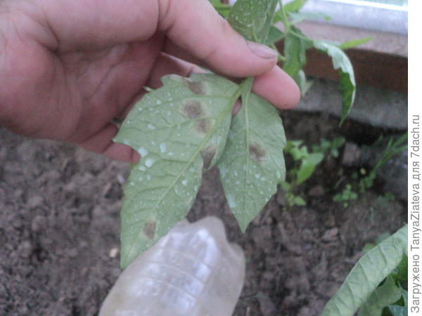 вот на ильное проявление, тут я заметила первые пятна