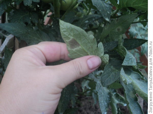 вот один лист