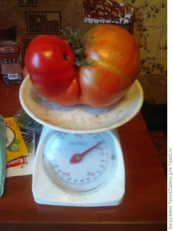 самый крупный в моей жизни помидор - Японский краб. Спасибо Танюше Никулиной за семена!