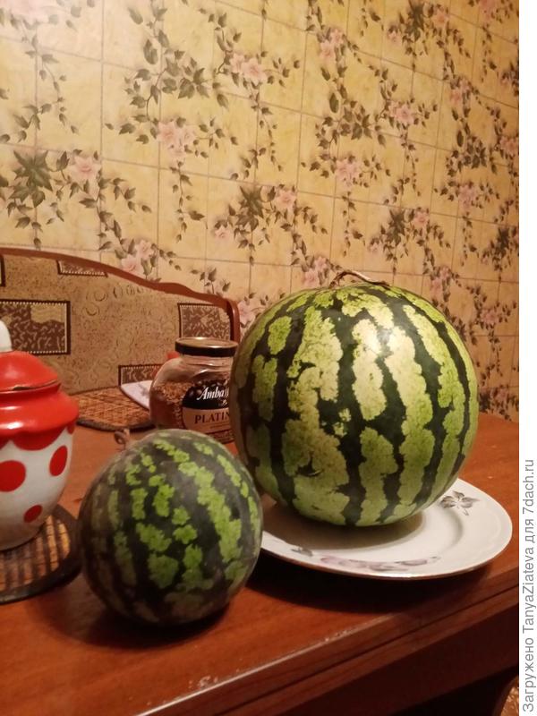 ну и чтобы вы посмеялись - маленький арбузик - это тот, что я вырастила нынче сама. рос на улице, вначале ему было очень комфортно, т.к. в июне у нас стояла южная жара. как же красиво растут арбузы!!! а потом почти 2 месяца непрекращающиеся ливни и холода.... и вот итог....