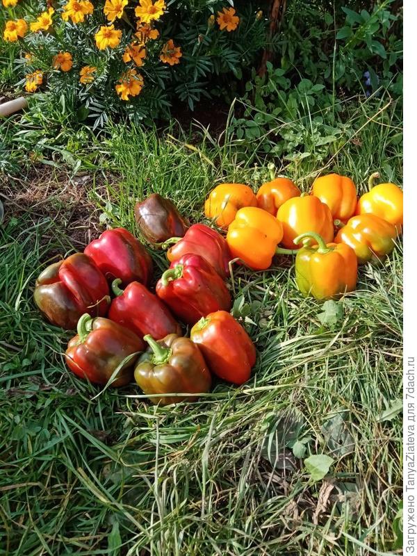 вот они лежат справа, рядом с Биг Боем