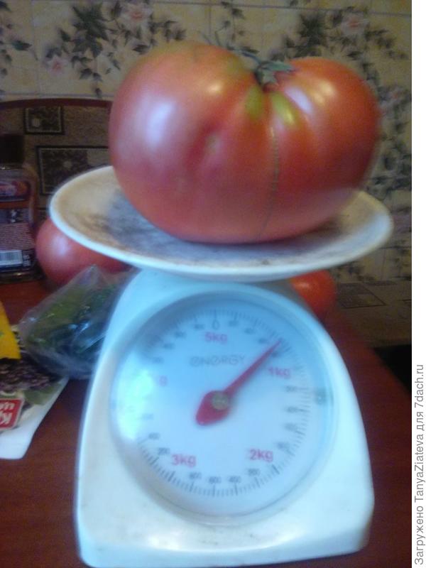 фото конечно не айс, но на нем виден вес - 800 граммов! и это тоже без всяких ухищрений