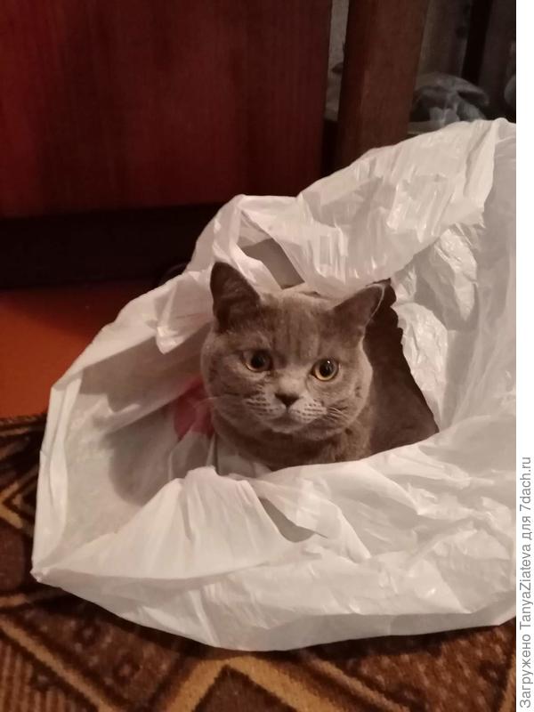 Британец Барсик