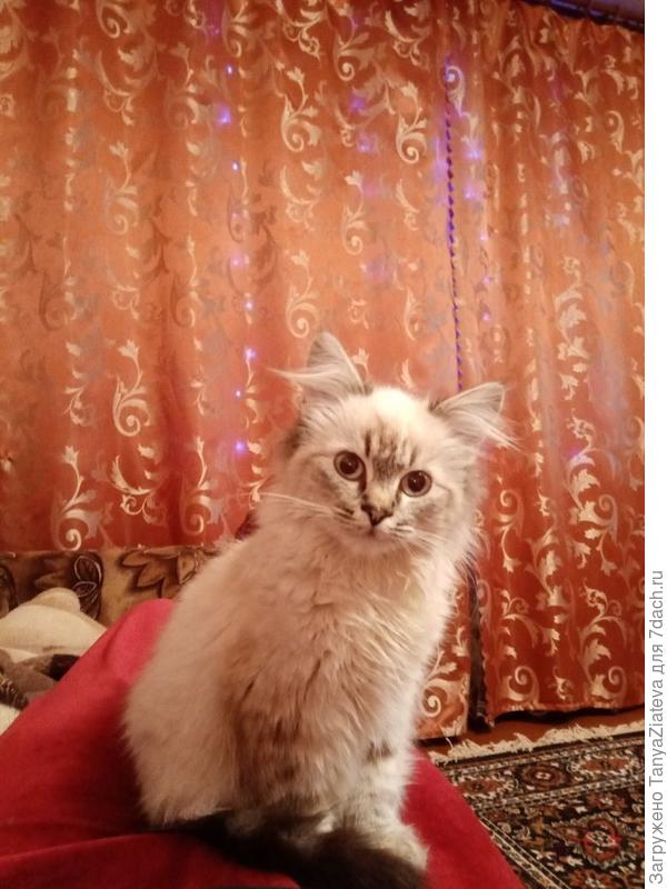 мой лаки ждет Новый год