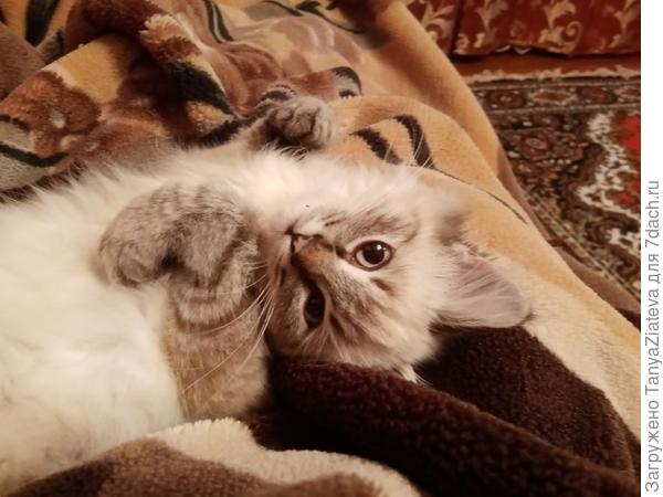 люблю эти лапки!