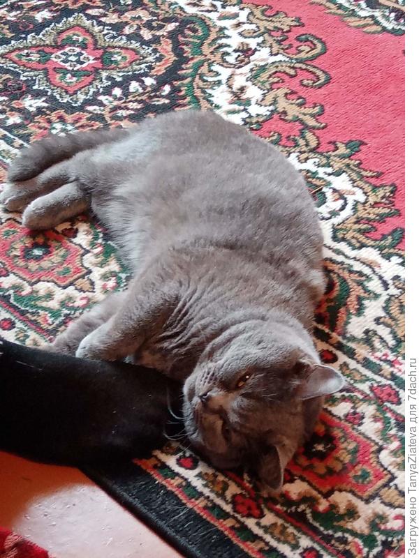 жирная откормленная наглая морда.....