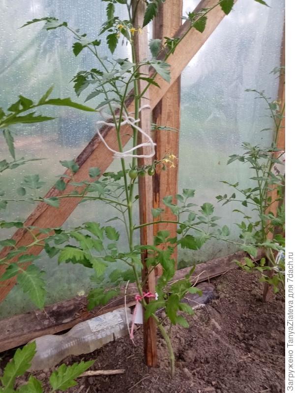 на переднем плане крупный, правее - мелкий