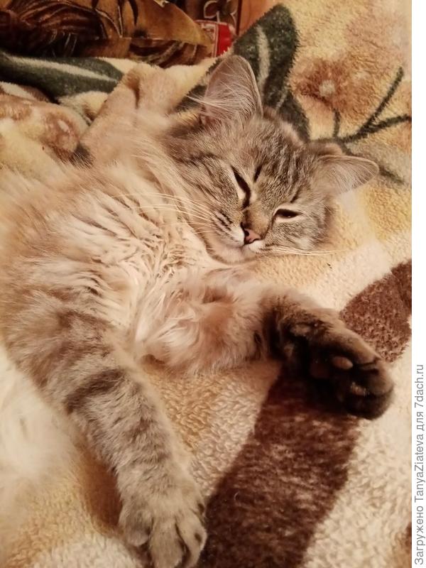 не до фотосессии мне, дай подремать)))