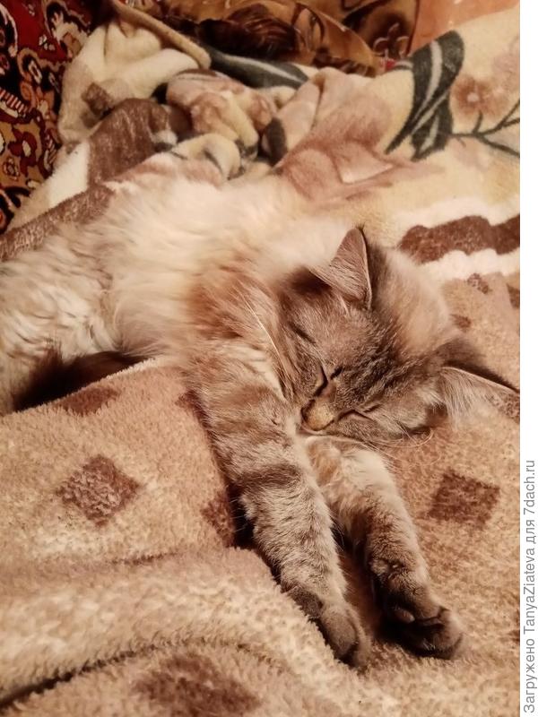 любимое место зимой - диван+плед+Танины коленки))