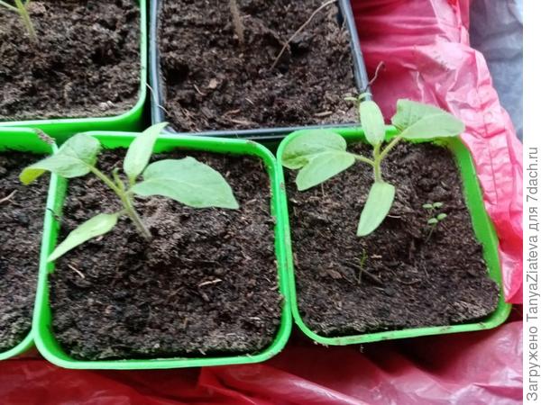 и это Буши более крупным планом