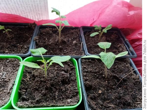 это Буши Чабаровский, у него даже сейчас видно, как он отличается от обычных томатов своим картофельным листом