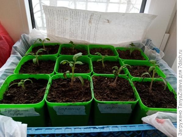 это мои гномы общим планом