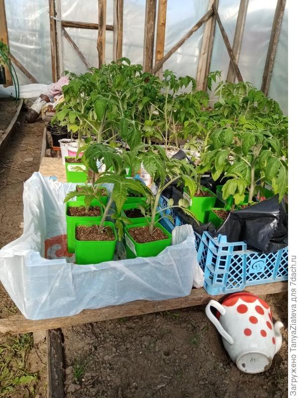 гномики на переднем плане