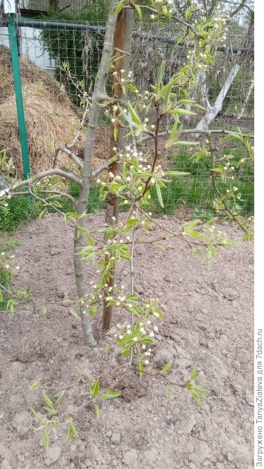 Марин, может получится рассмотреть. Это я сегодня фотографировала свою грушу, на ней бутоны появились. Еще пара дней тепла и расцветет