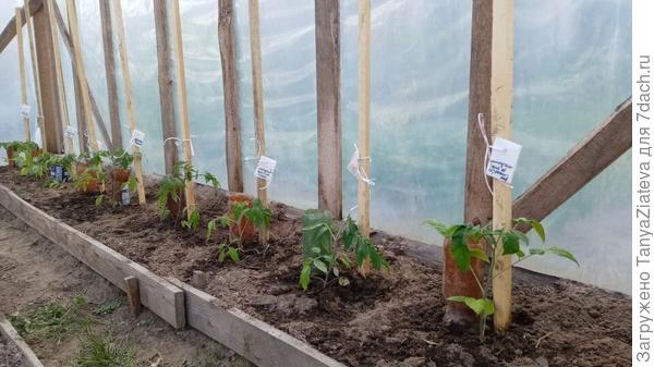 томатики в теплице