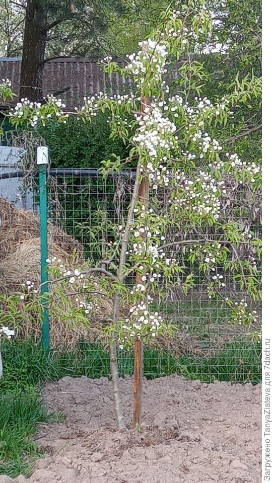 грушка моя зацвела. вчера бутоны выбросила, а сегодня они распустились почти все