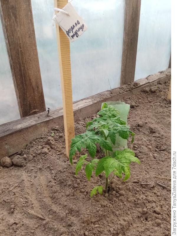 Розелла Пурпле