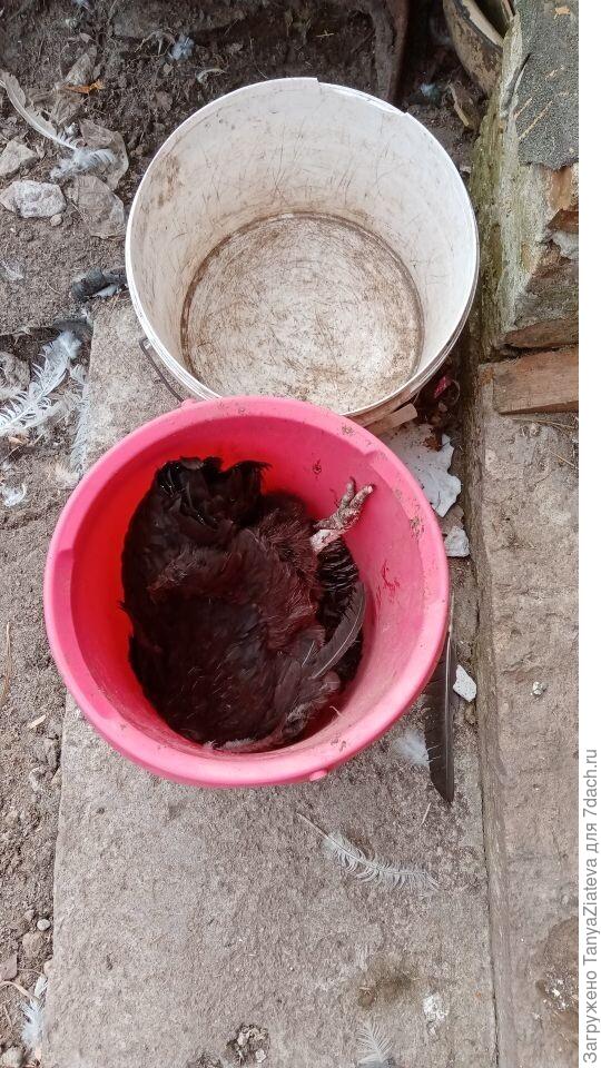 моя первая жертва((((