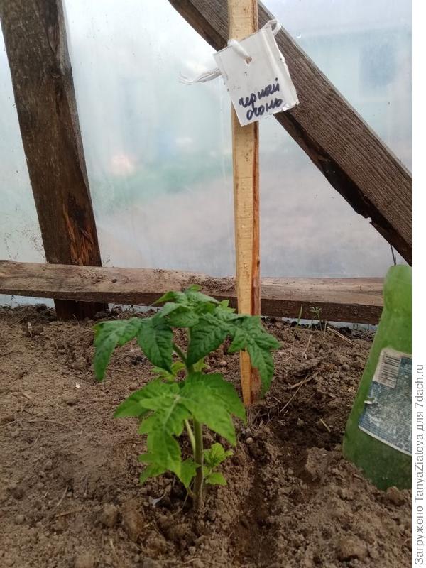 Черный огонь