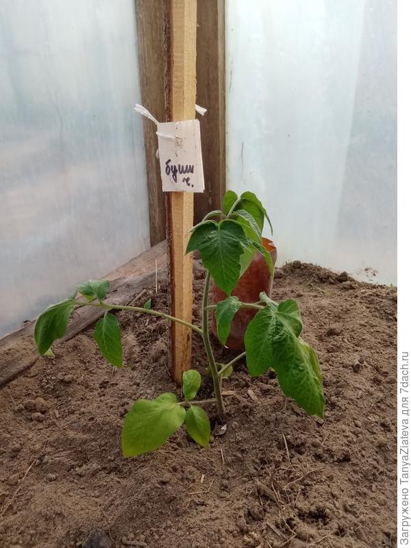 Буши Чабаровский