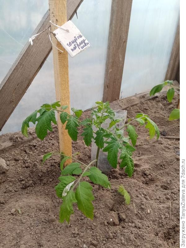 Голубые побрякушки