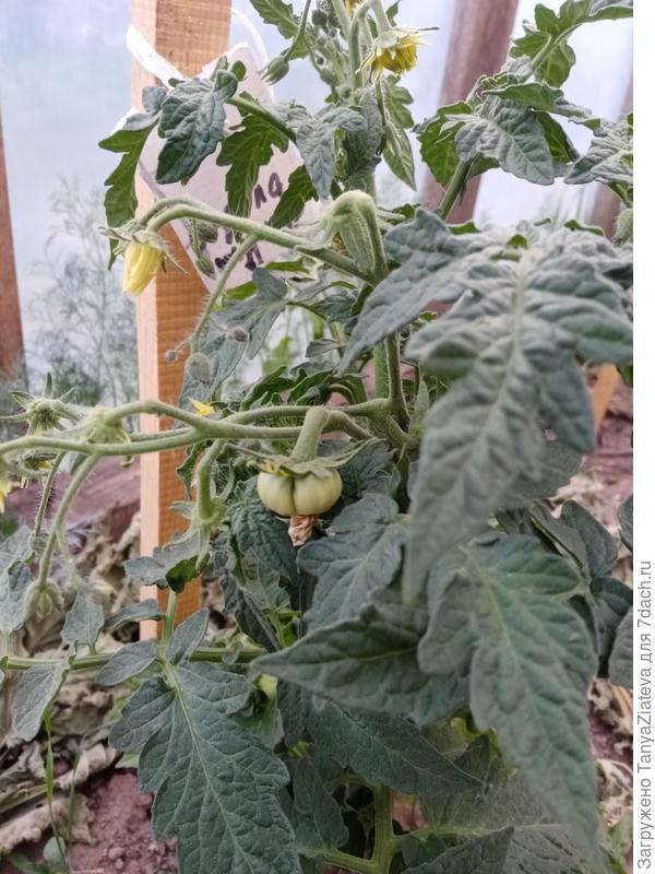 Розелла пурпур