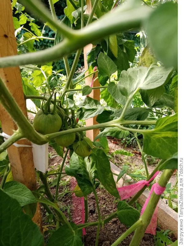 Буши чабаровский