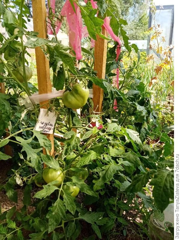 голубые побрякушки, очень крупные побрякушки))