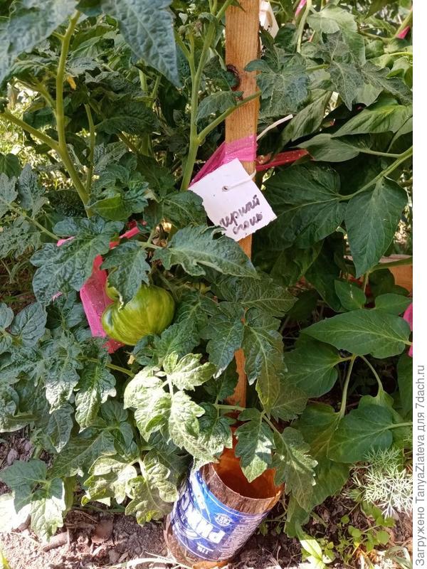 Черный огонь, за листвой прячутся еще несколько