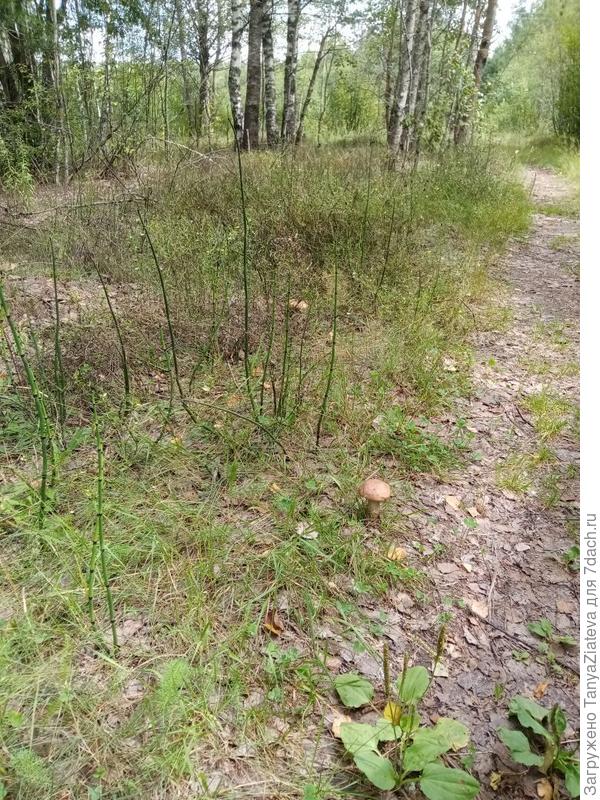 у лесной дороги