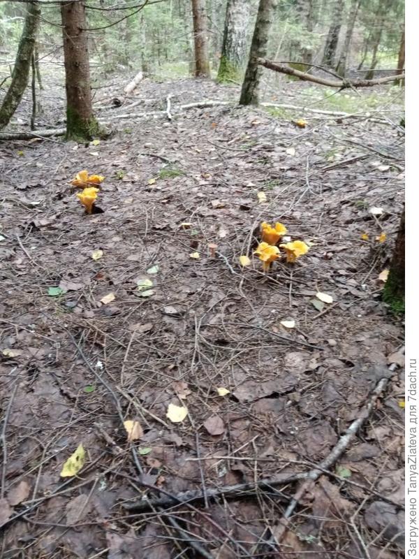 лисоньки сегодняшние, огромные как блюдца