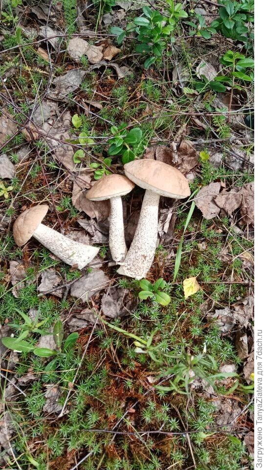 приехала в лес и поняла, что забыла куртку((((( прошла вокруг машины, нашла грибы, и вернулась домой за курткой и соседкой))