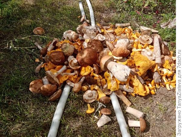 сегодняшний улов, ведро и еще чутка)