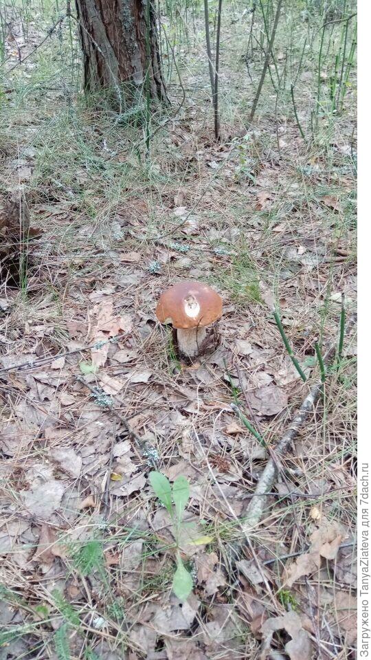 боровик возле лесной дороги