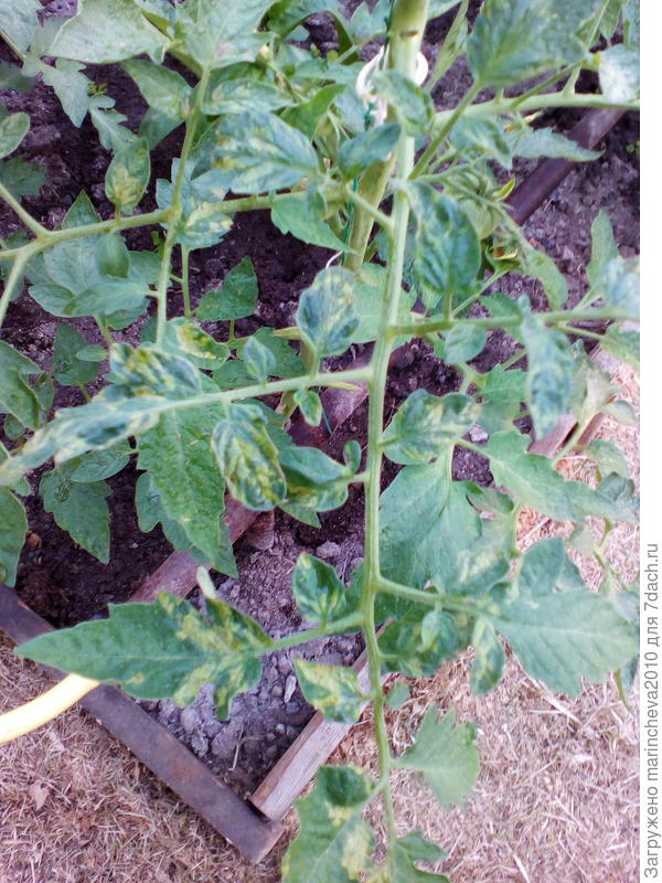 заболели?
как можно их спасти?