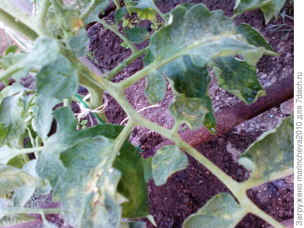 мои помидоры(((