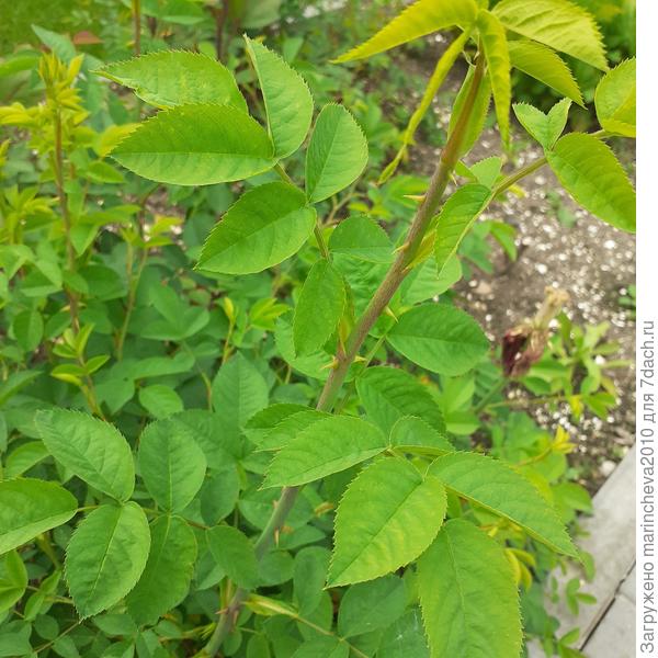 Новые ветки "розы"...