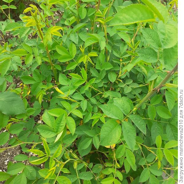 Наверное все таки шиповник, а не роза? Ни одного ьутона(. Одна зелень...