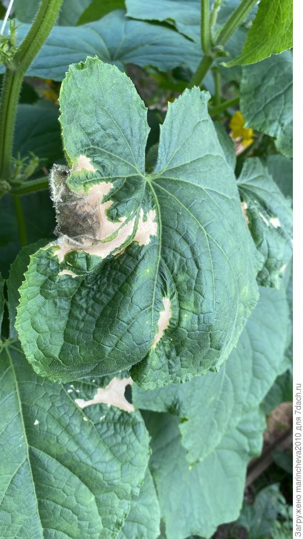 На других кустах...