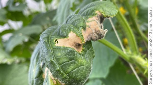 Вот еще фото. Но здесь и еоричневые пятна стали сильнее(((