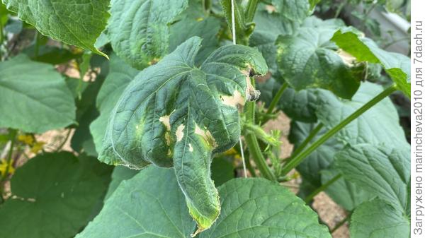 Аналогично...