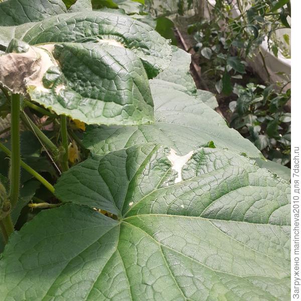 Огурец. Заболевание?