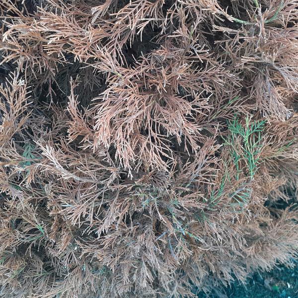 3 фото. Веточки оживают. Немного зелень появляется. Но в целом плачевно