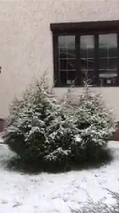 Это куст разррвало и мы его стянули. Затем стали подстригать.