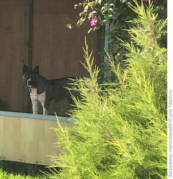 Вот часть фото до травмы куста