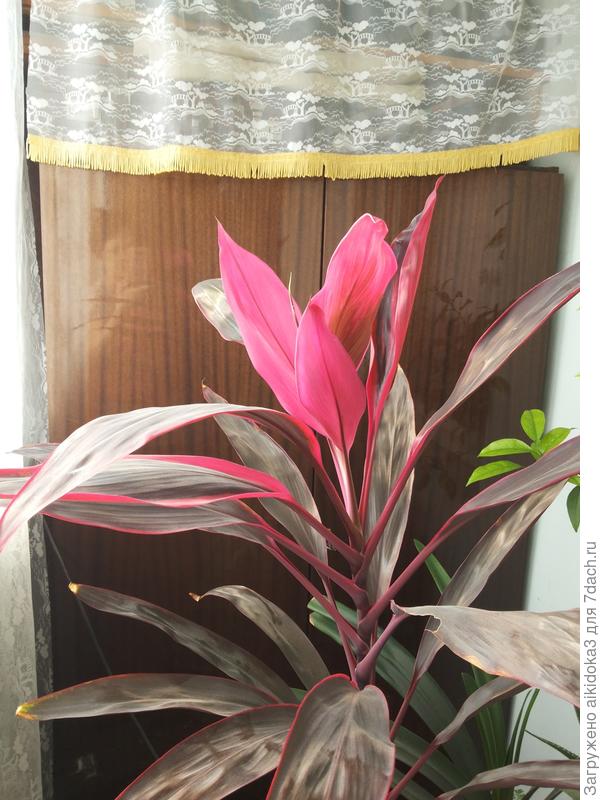 Что это за цветок?