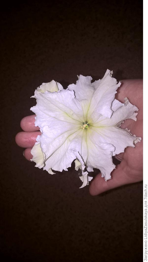 первый цветок